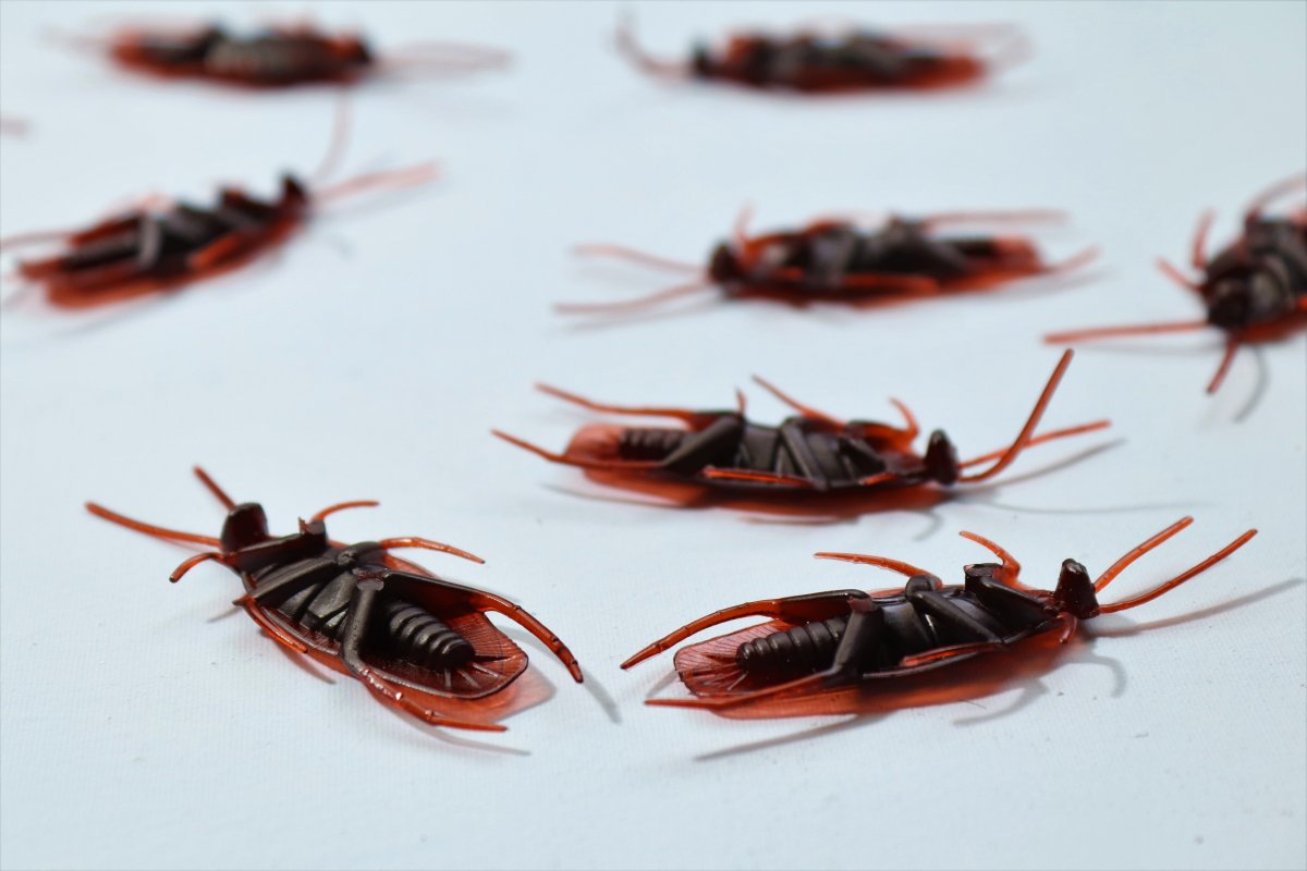 Vegreville Cockroach Pest Control