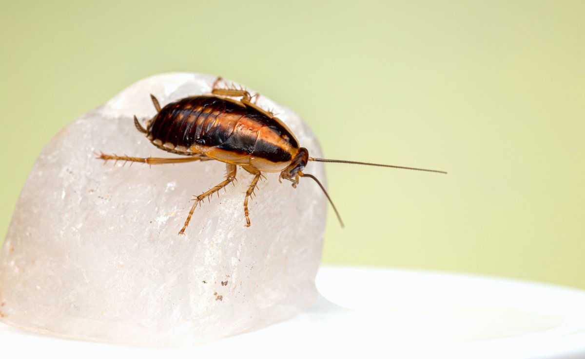 Cockroach Pest Control Vegreville