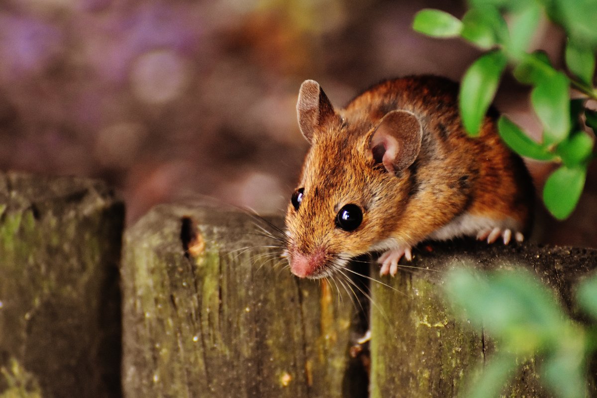 Mice Control Vegreville