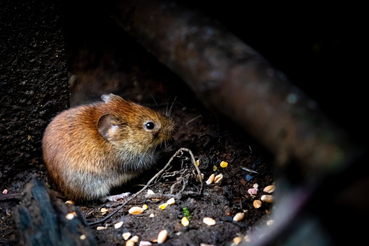 Mice Pest Control Vegreville